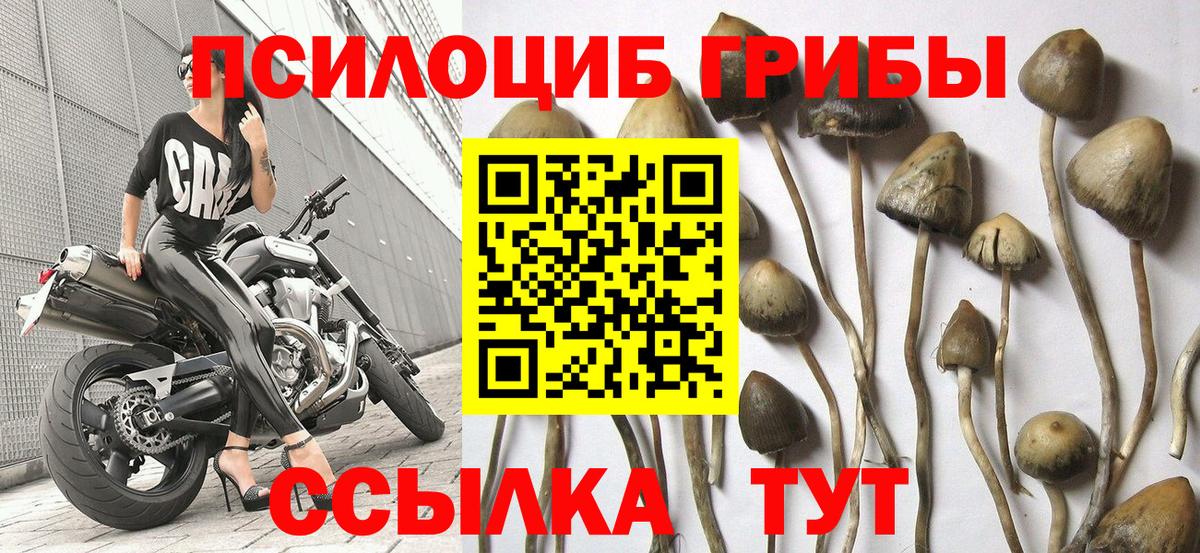 Ессентуки  Галлюциногенные грибы мицелий  что такое   Вход с VPN 